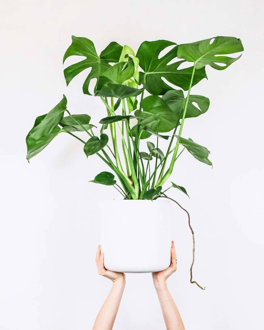 Monstera v kvetináči